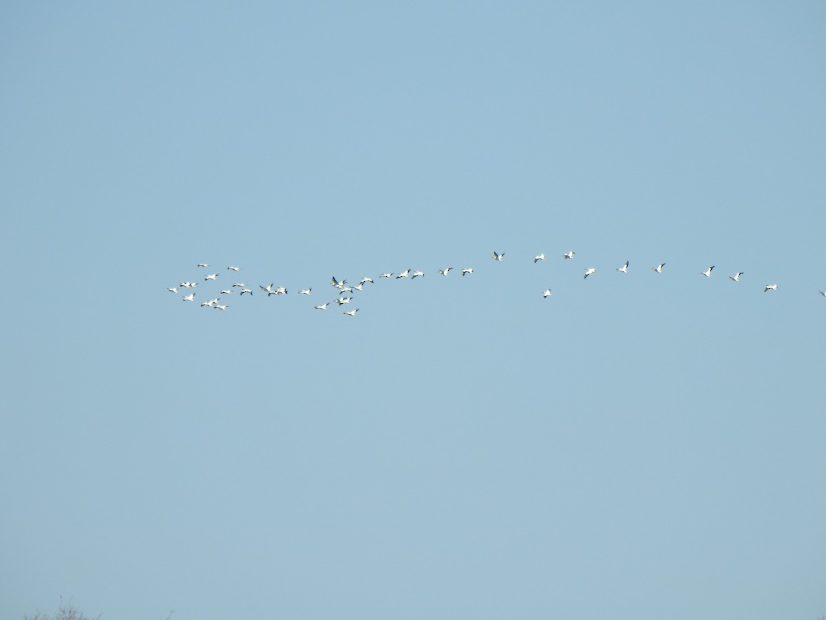 American White Pelican - ML617307358