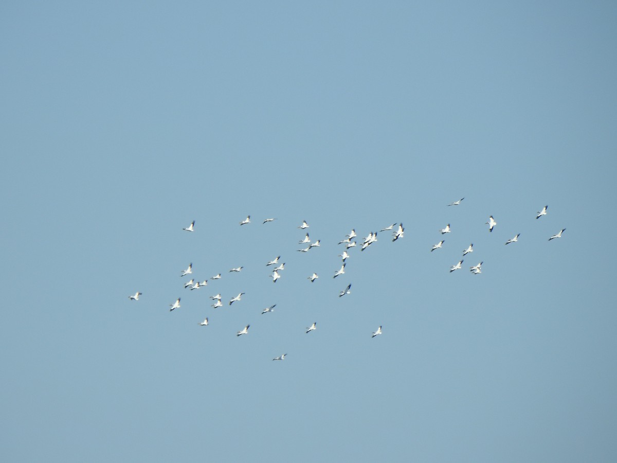 American White Pelican - ML617307359