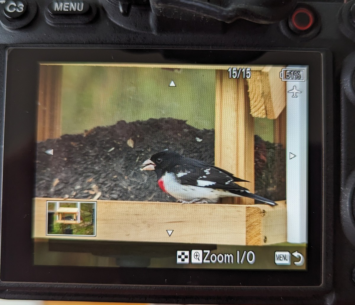 Rose-breasted Grosbeak - ML617307424