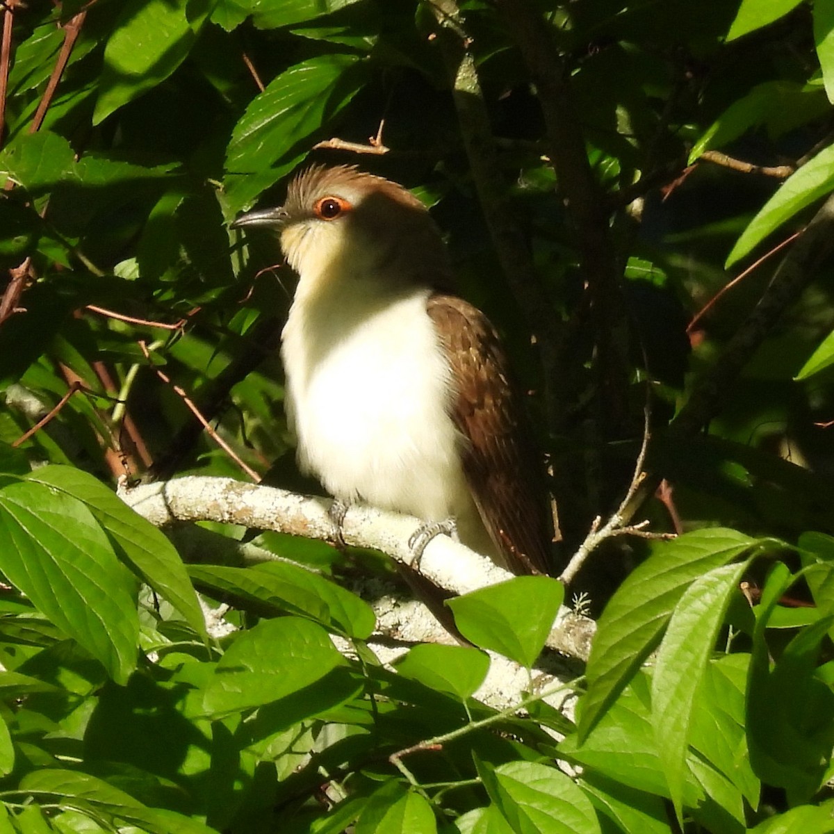 Black-billed Cuckoo - Robb Brumfield