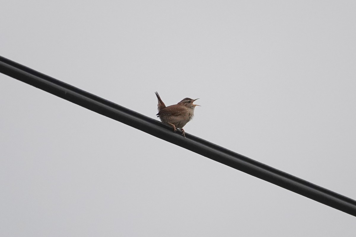 Eurasian Wren (British) - Ray Scally