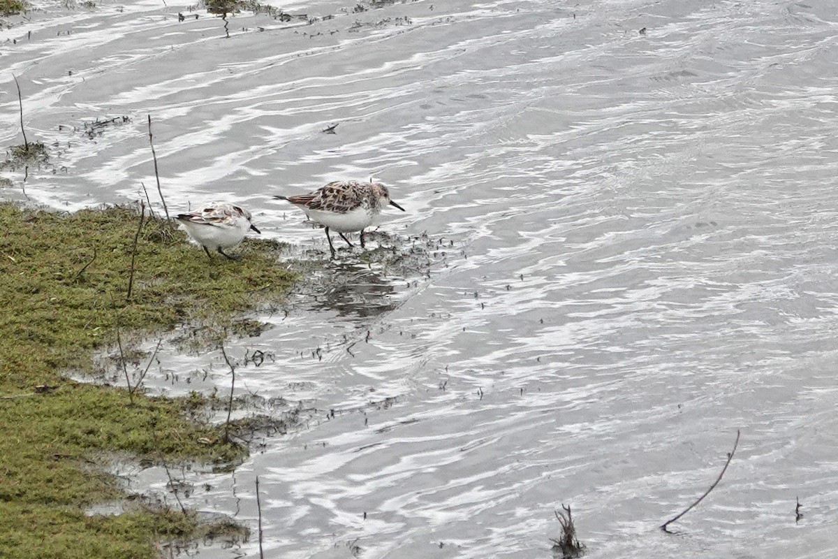 Bécasseau sanderling - ML617307473