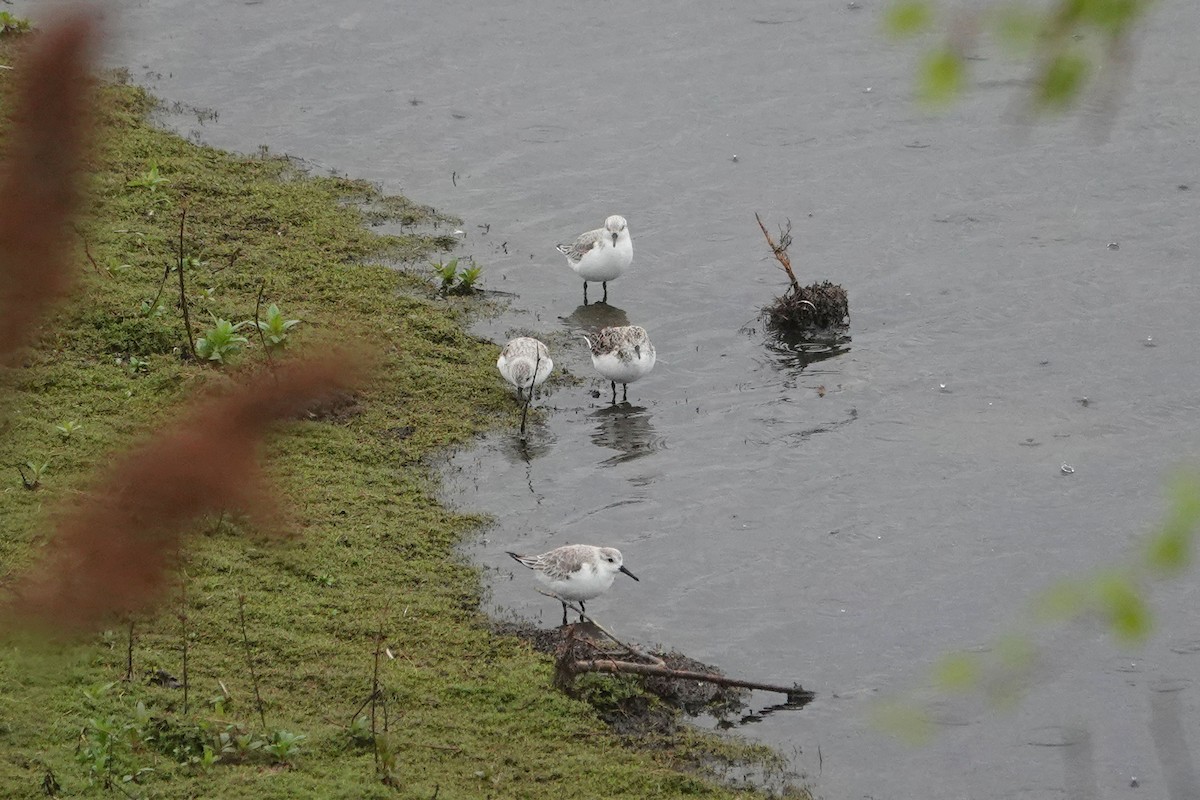 Bécasseau sanderling - ML617307476