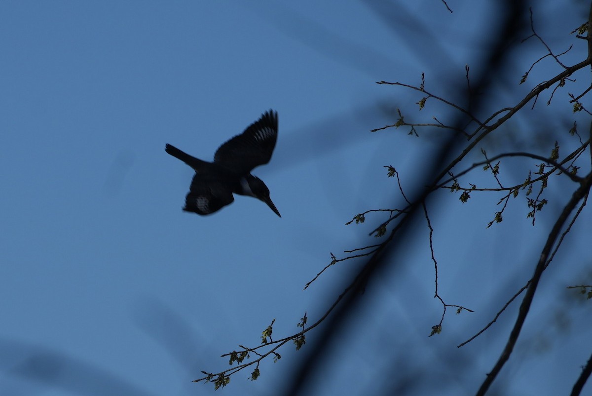 Belted Kingfisher - Dwayne Murphy