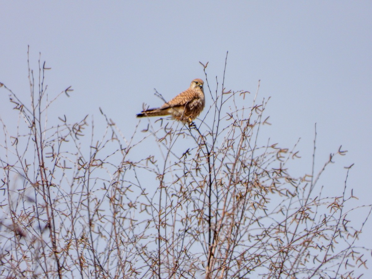 Eurasian Kestrel - Samuel Burckhardt