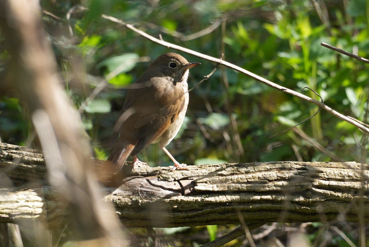 Hermit Thrush - ML617307504