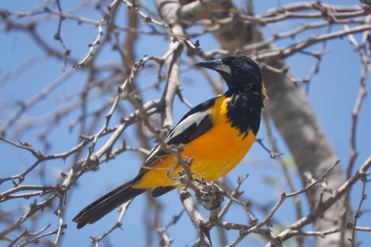 Oriole troupiale - ML617307508