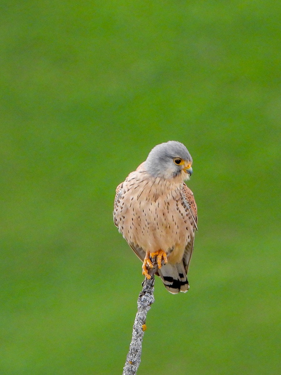 Eurasian Kestrel - Samuel Burckhardt