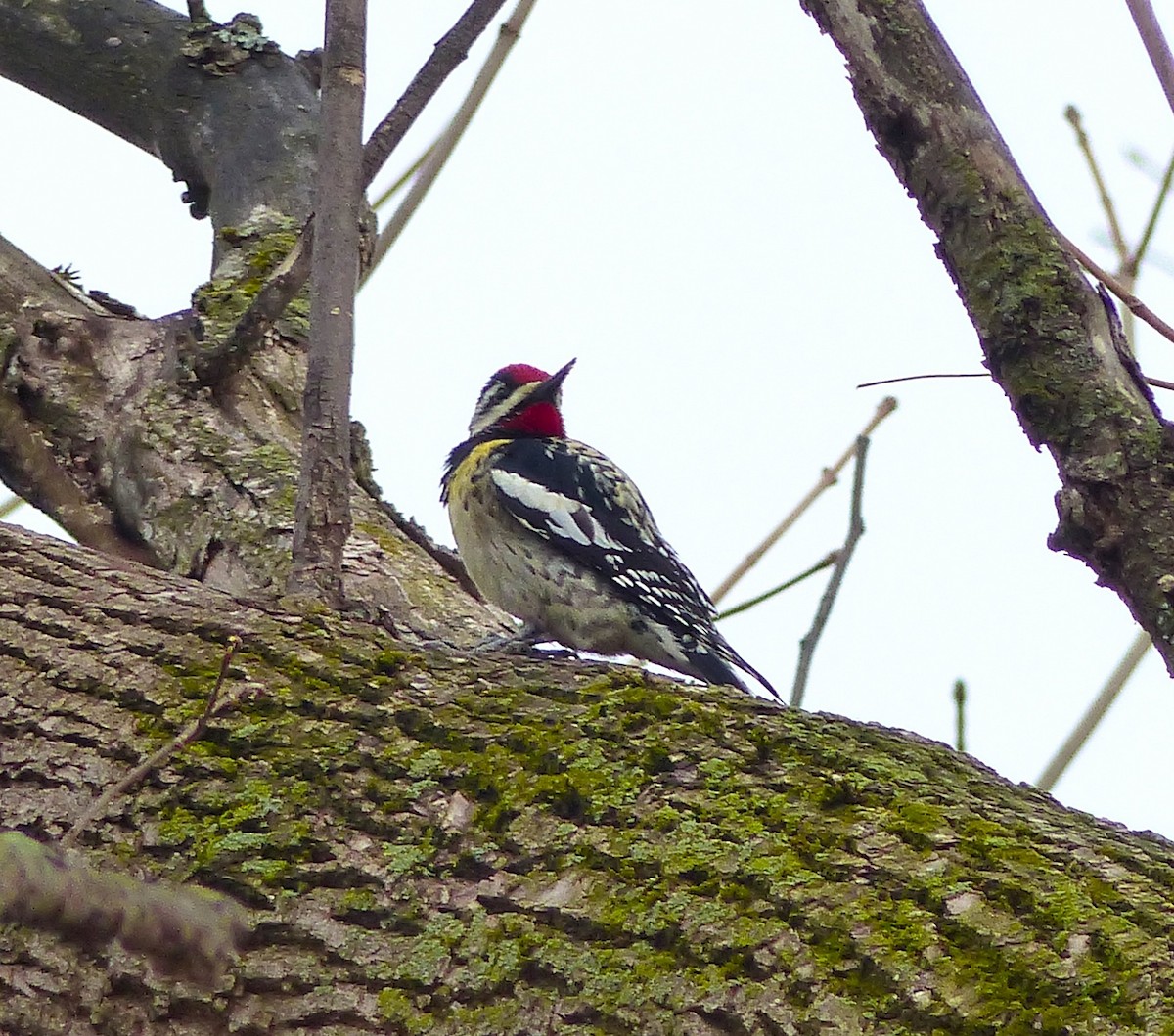 Yellow-bellied Sapsucker - ML617307557