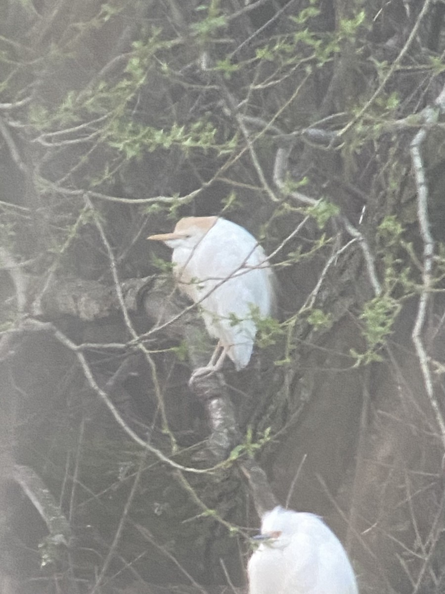 Western Cattle Egret - ML617307572