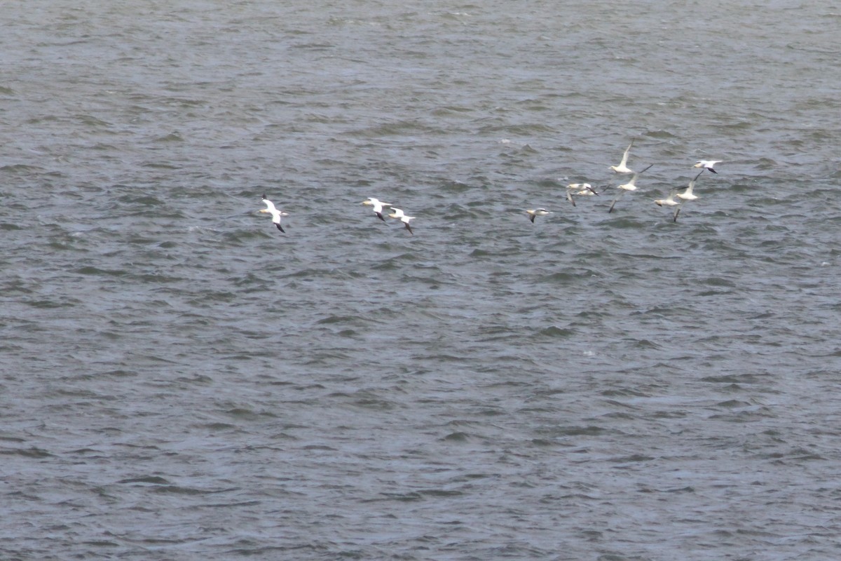 Northern Gannet - ML617307584