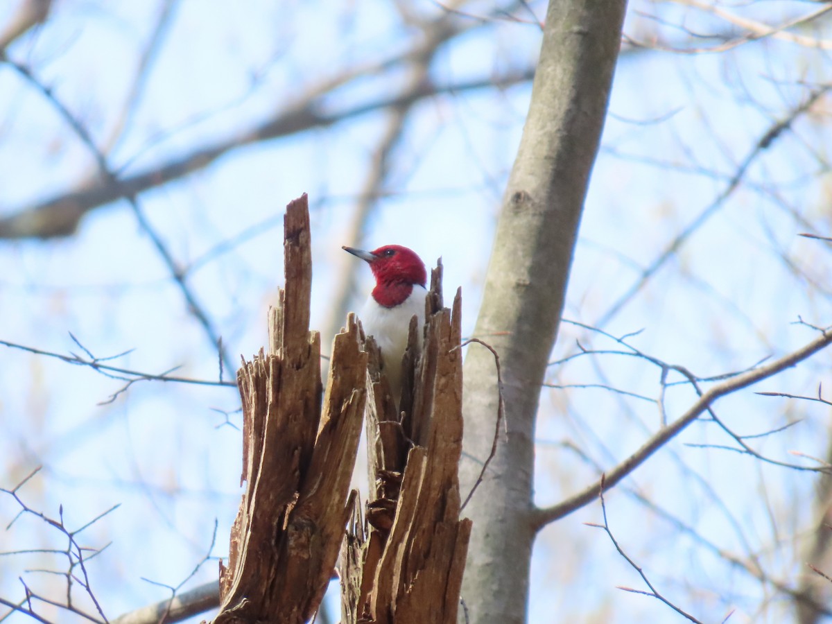 Red-headed Woodpecker - ML617307588