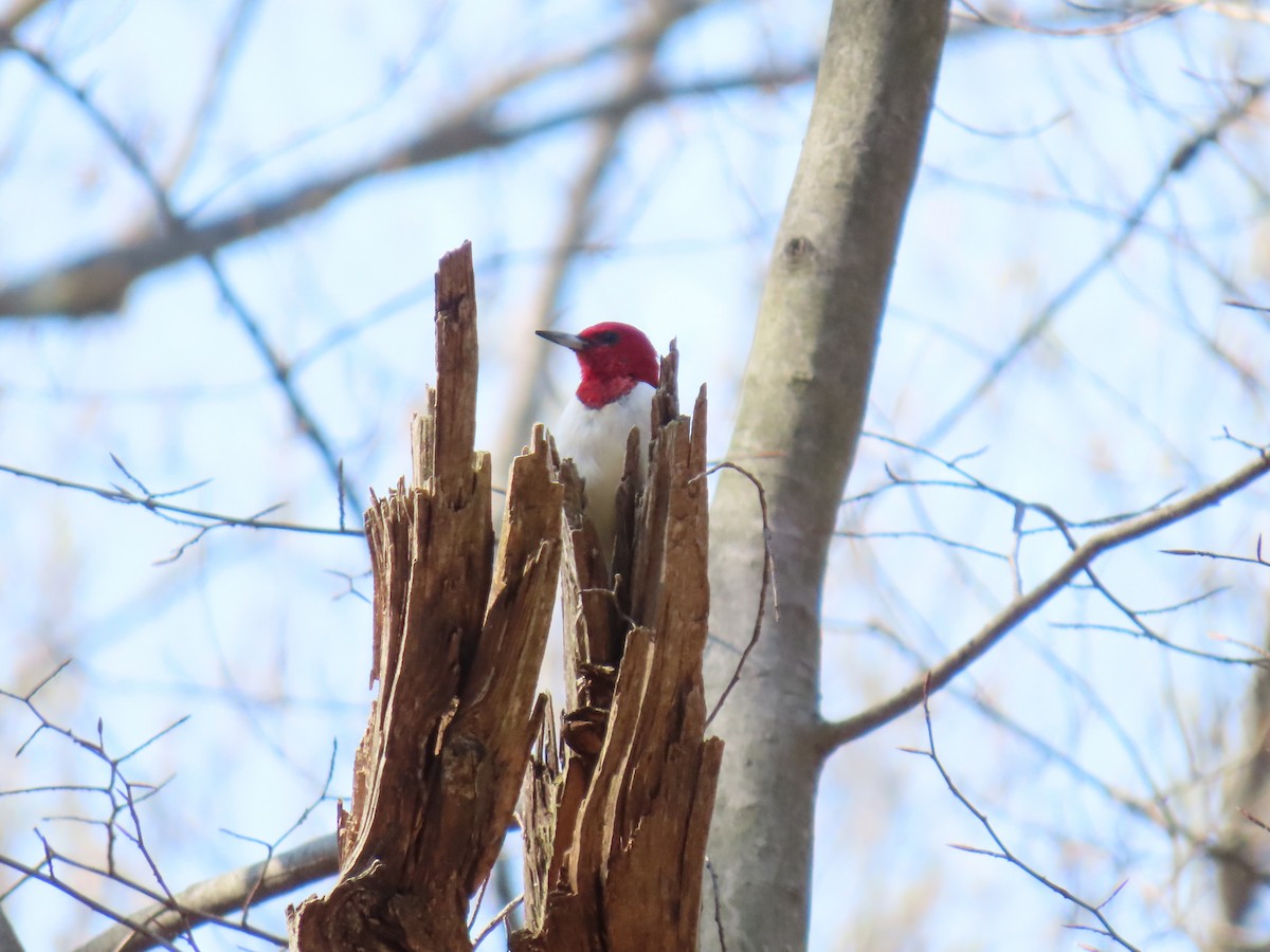 Red-headed Woodpecker - ML617307589