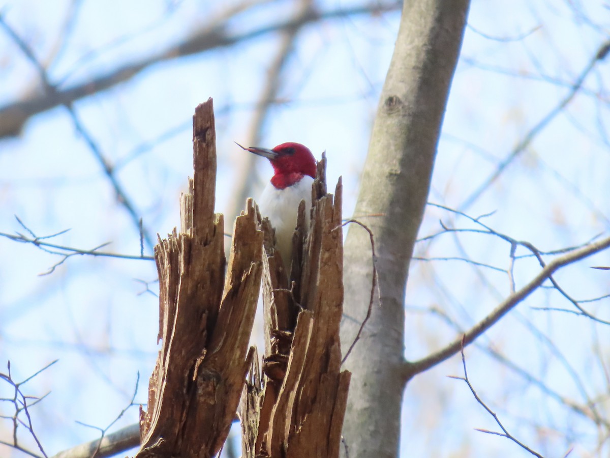 Red-headed Woodpecker - ML617307590