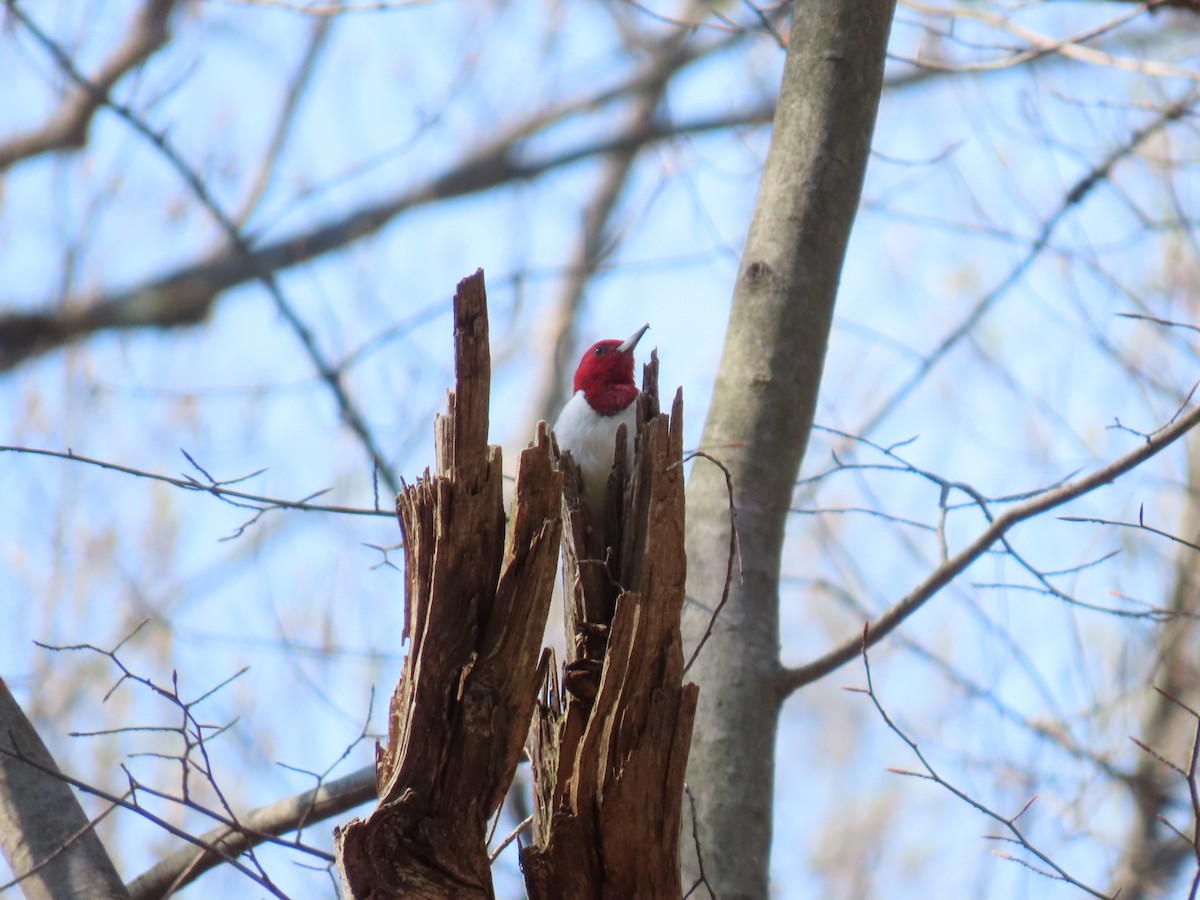 Red-headed Woodpecker - ML617307591