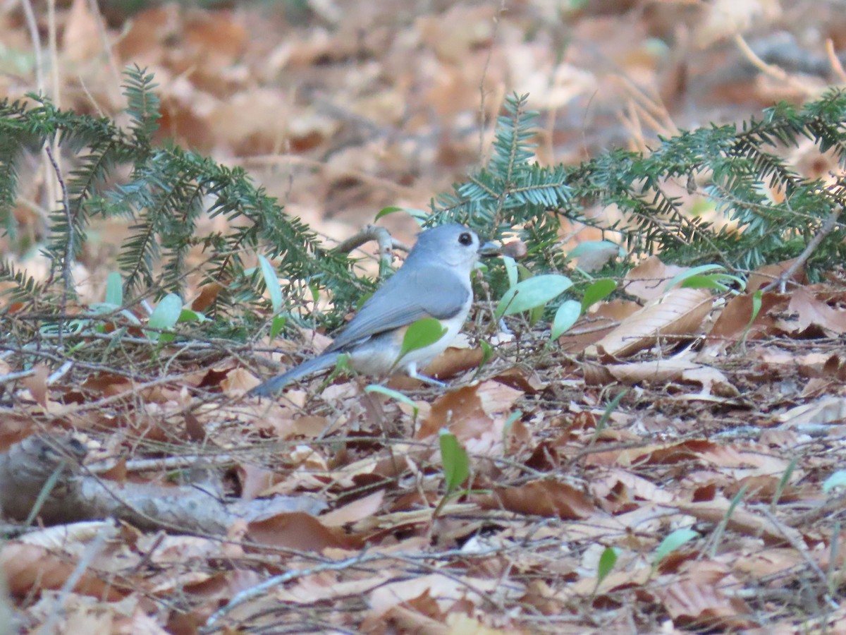 Tufted Titmouse - ML617307597