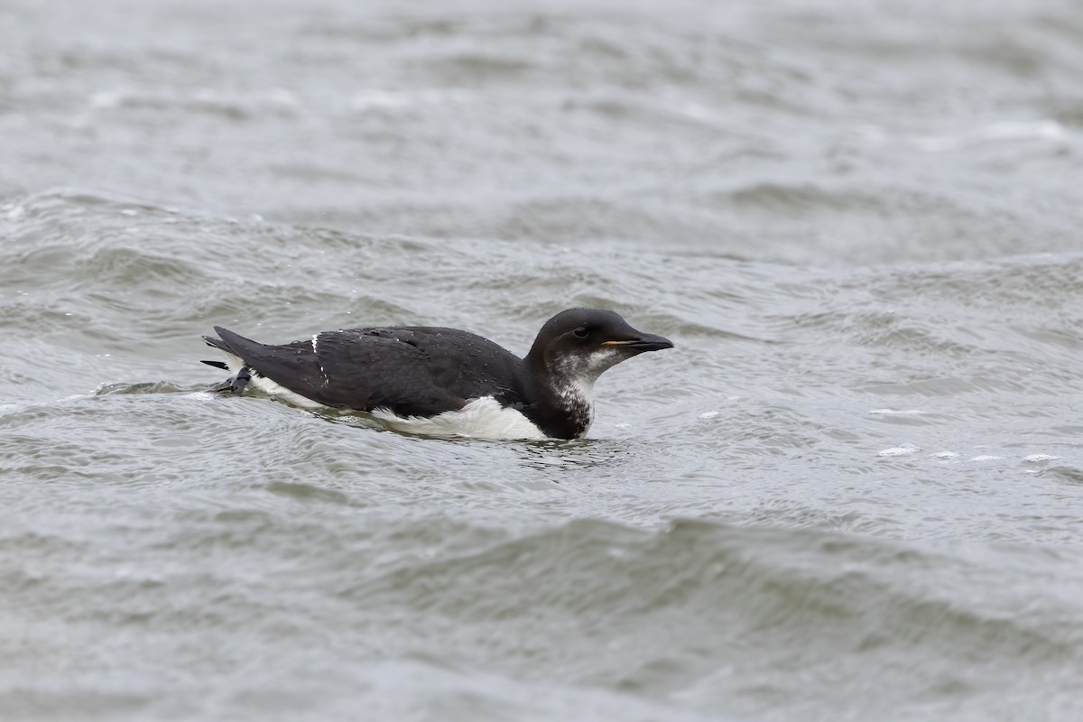 Thick-billed Murre - Kalpesh Krishna