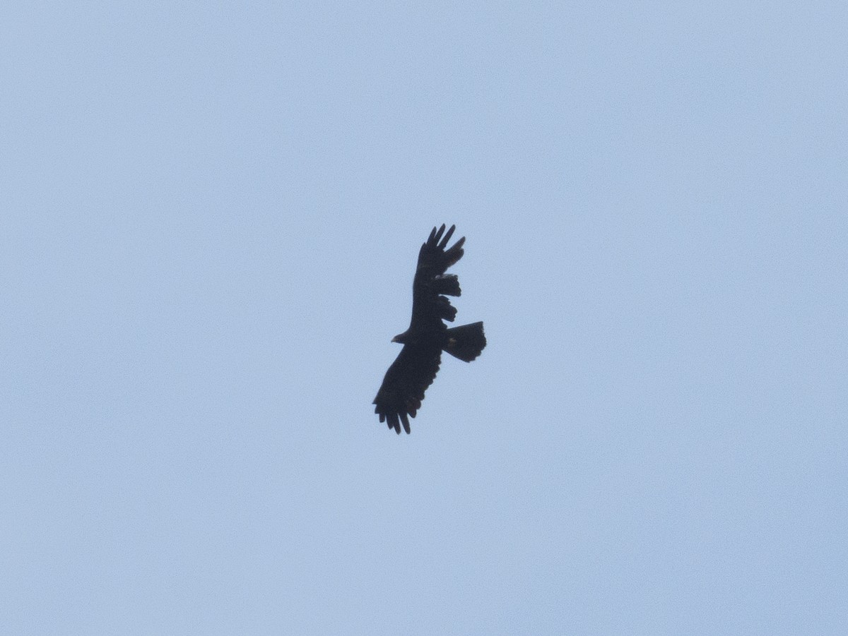 Black Eagle - Sree ..