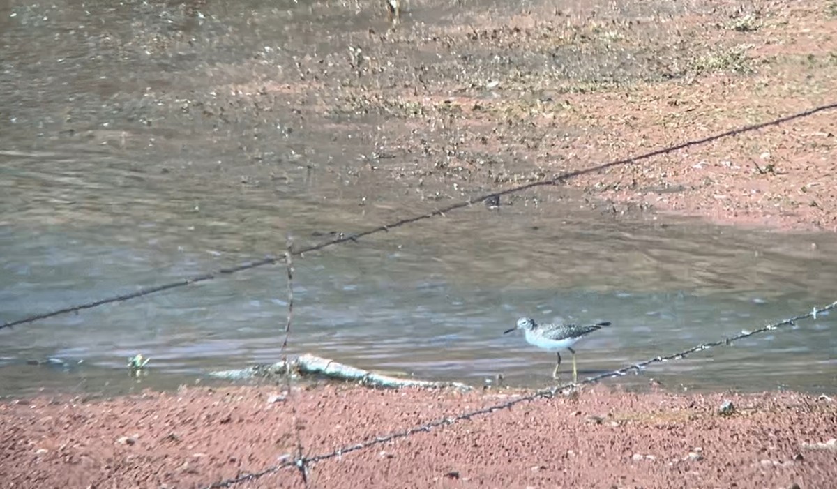 Solitary Sandpiper - ML617307638
