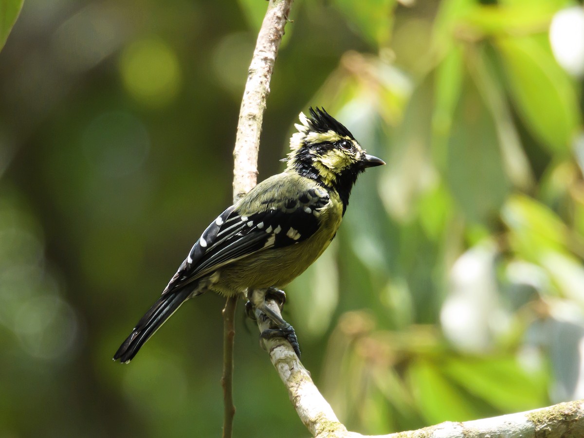 Indian Yellow Tit - Sree ..