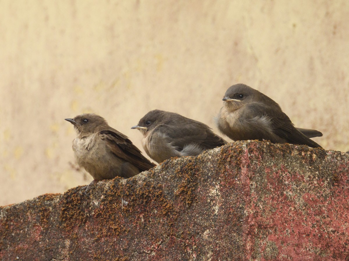 Dusky Crag-Martin - Sree ..