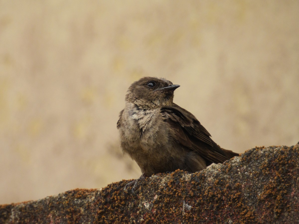 Dusky Crag-Martin - Sree ..