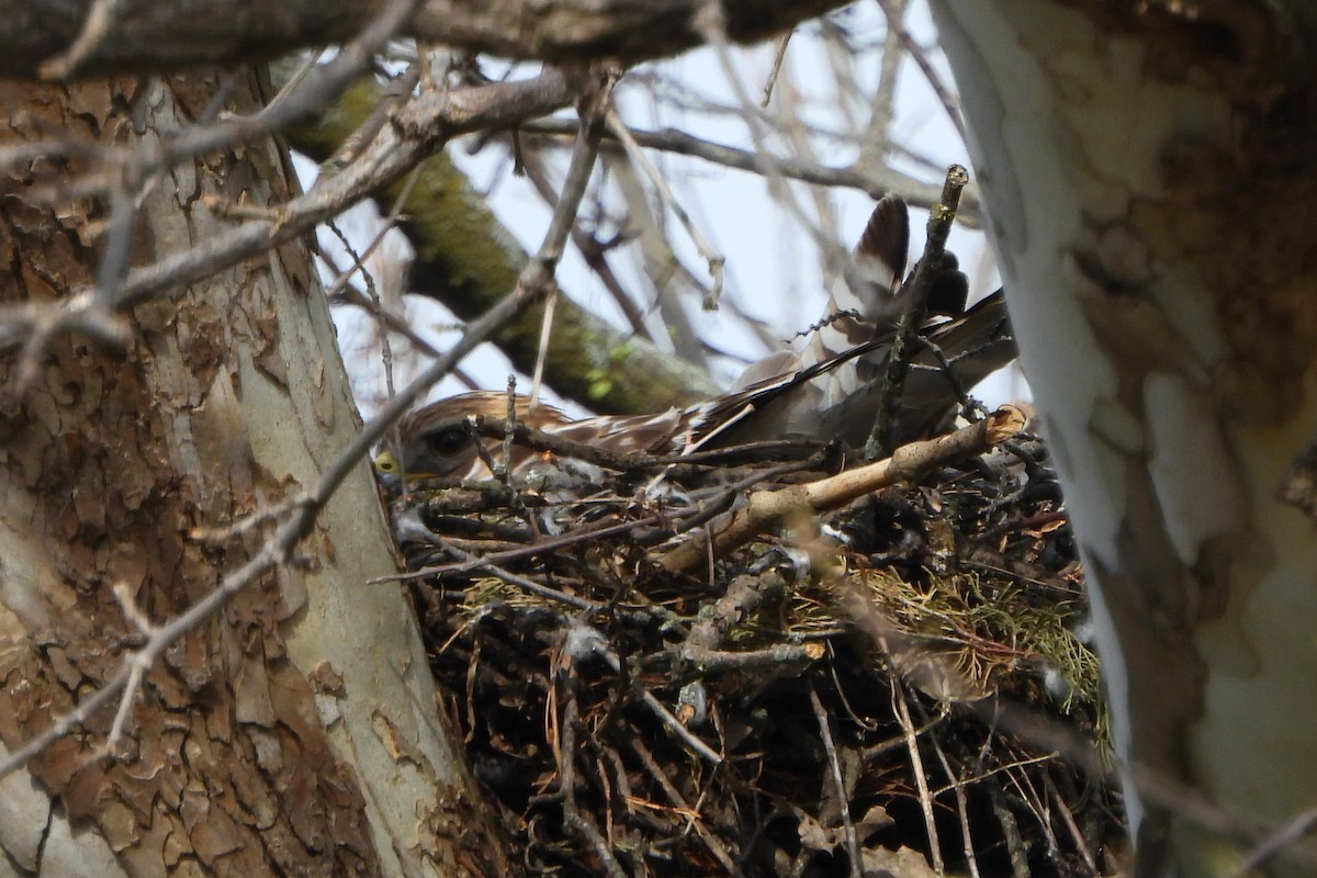 Red-shouldered Hawk - ML617307678