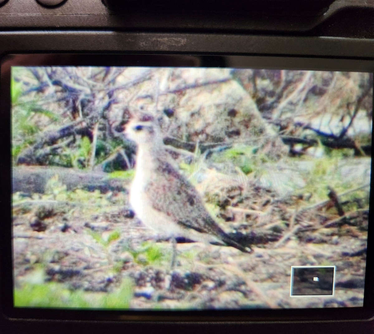American Golden-Plover - ML617307702