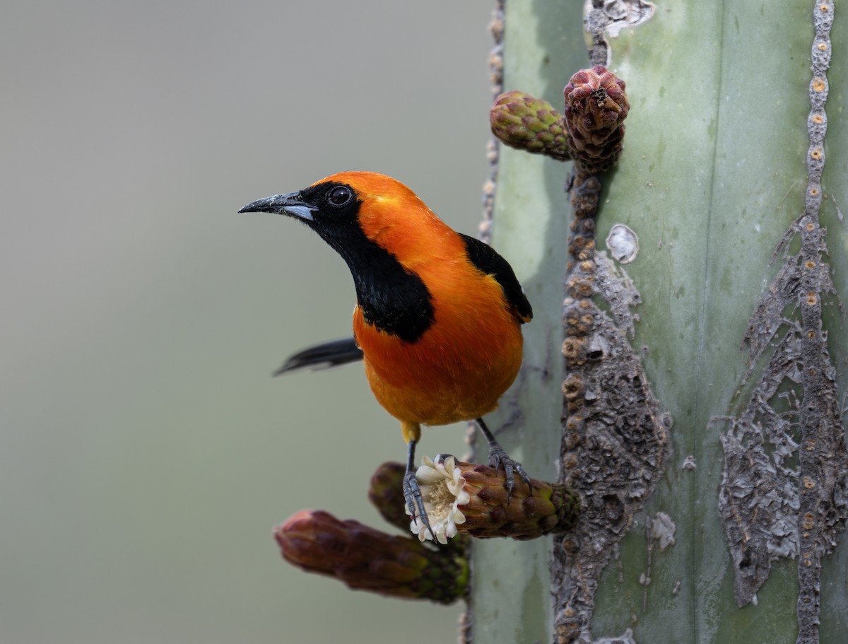 Hooded Oriole - ML617307714