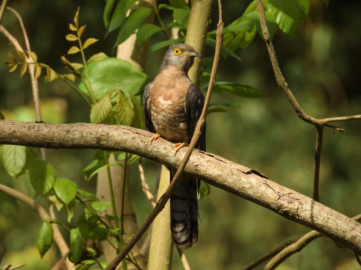 Common Hawk-Cuckoo - Sree ..