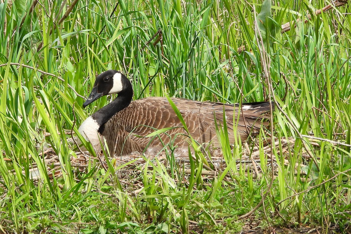 Canada Goose - ML617307757