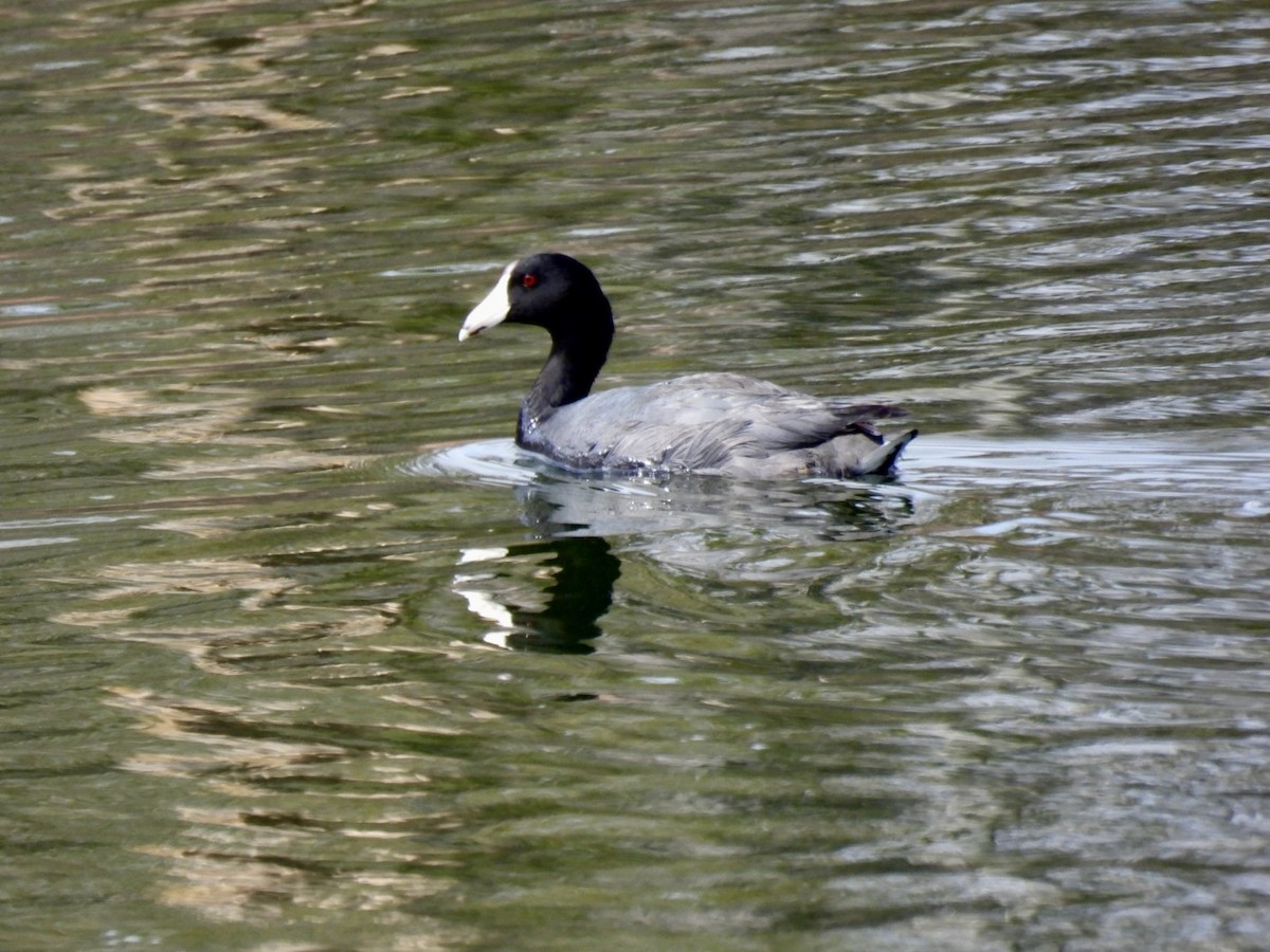 American Coot - ML617307801