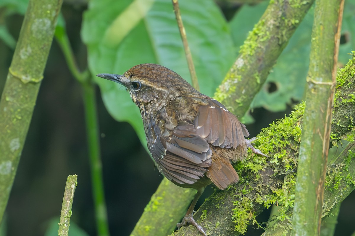 Eyebrowed Wren-Babbler - Aditya Rao