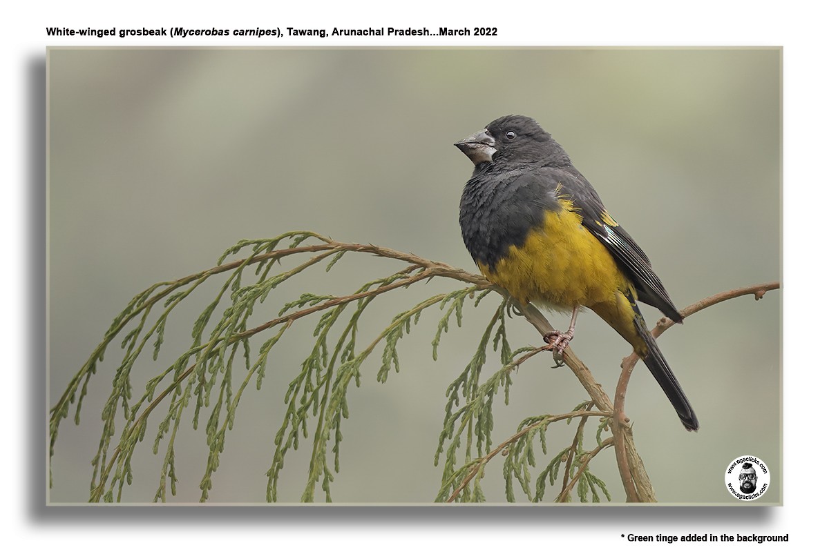 White-winged Grosbeak - Saravanan Janakarajan