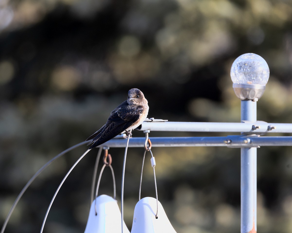 Purple Martin - ML617308031