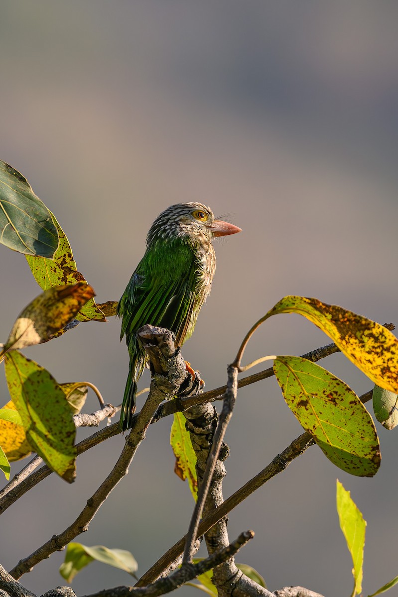 Lineated Barbet - ML617308032
