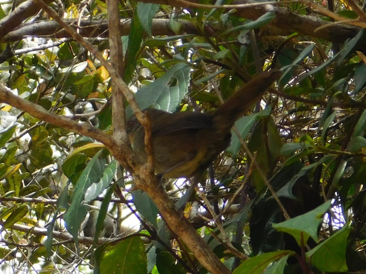 Sri Lanka Bush Warbler - ML617308094