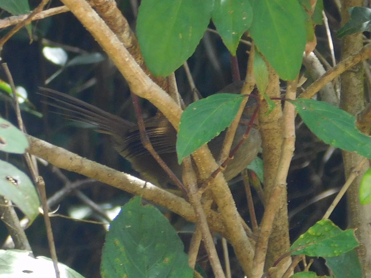 Sri Lanka Bush Warbler - ML617308095