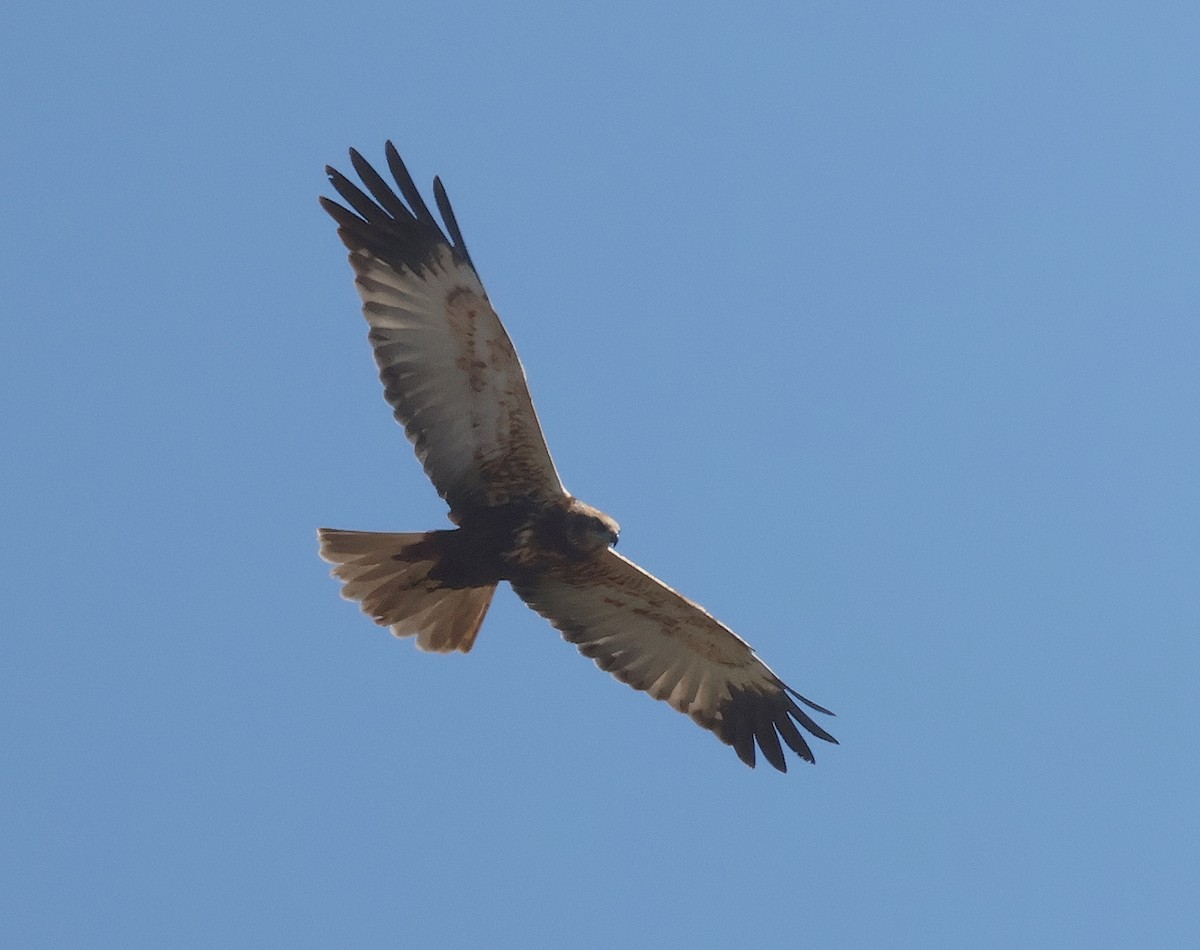 Western Marsh Harrier - ML617308139