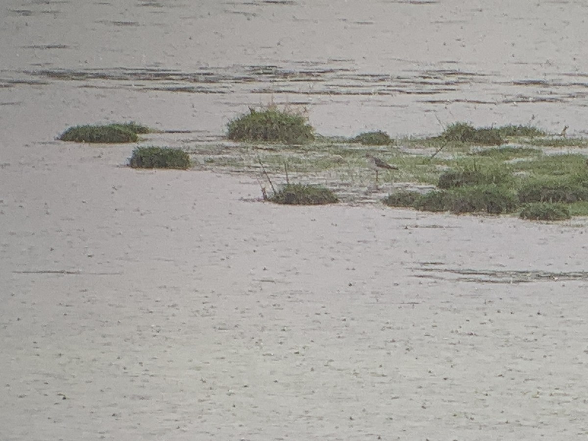 Greater Yellowlegs - ML617308141