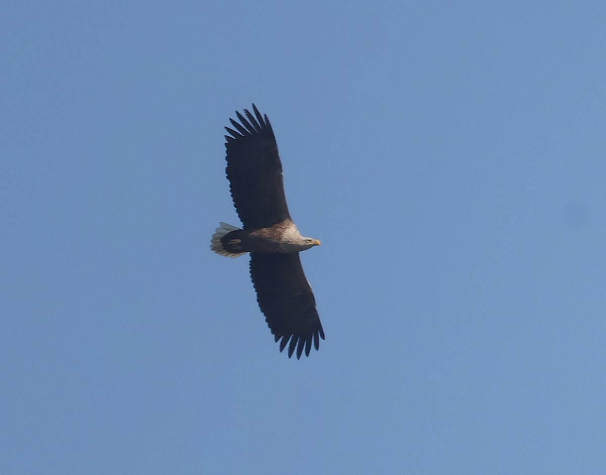 White-tailed Eagle - ML617308142