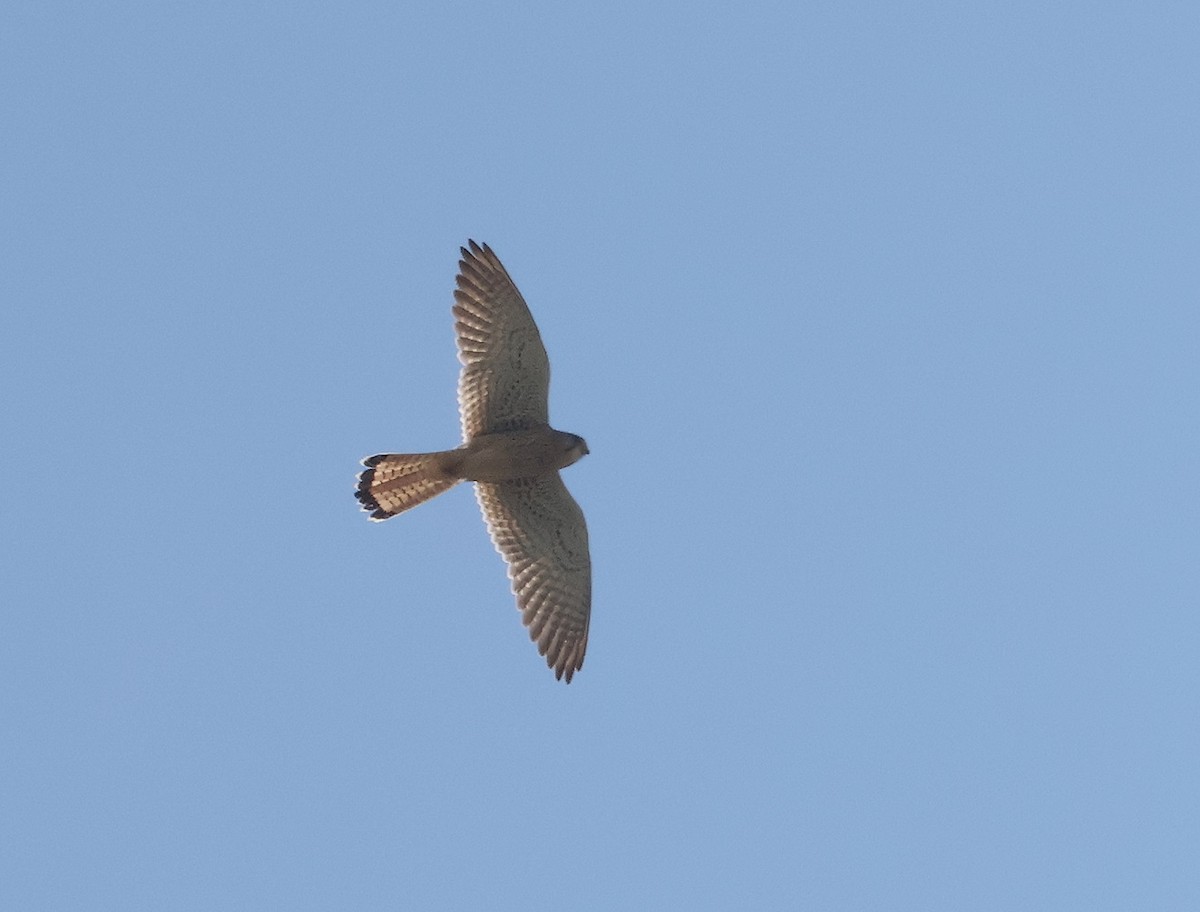 Eurasian Kestrel - ML617308147