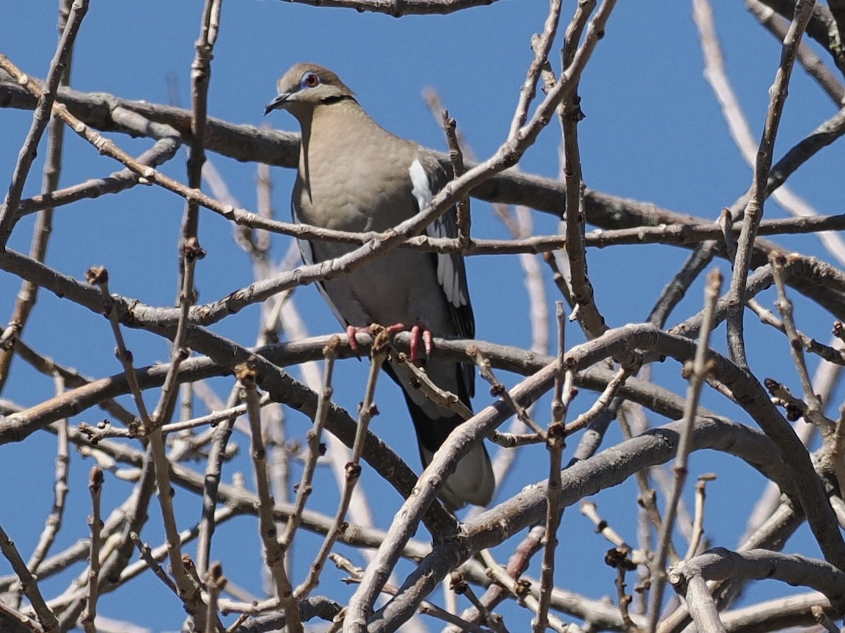 White-winged Dove - Paul Kinzer