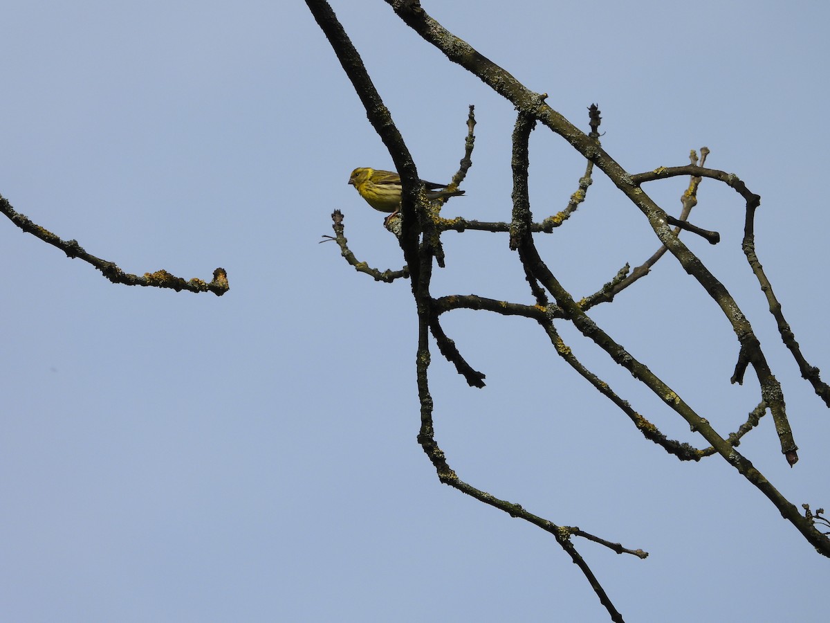 European Serin - Sławomir Karpicki