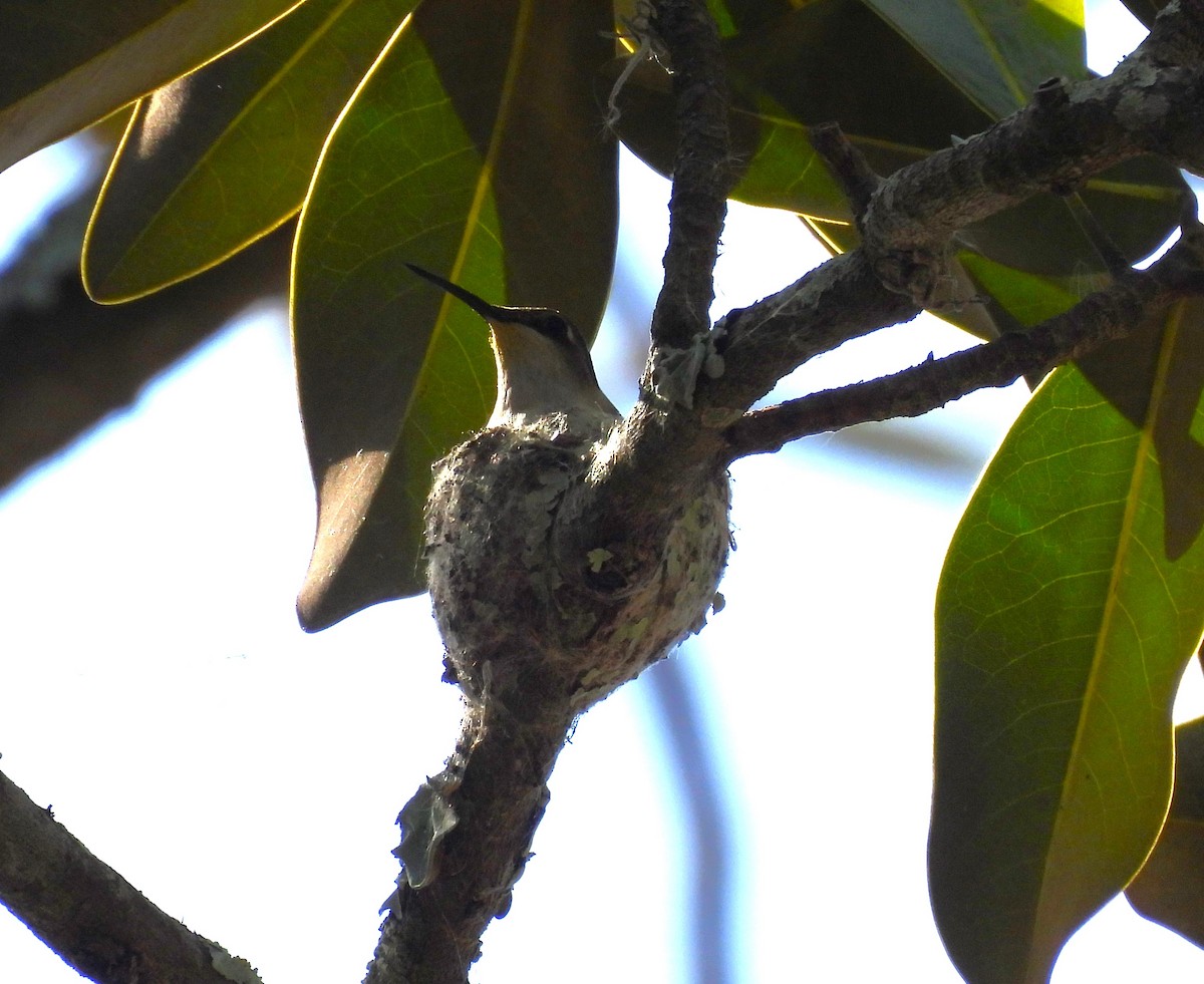 Ruby-throated Hummingbird - ML617308217