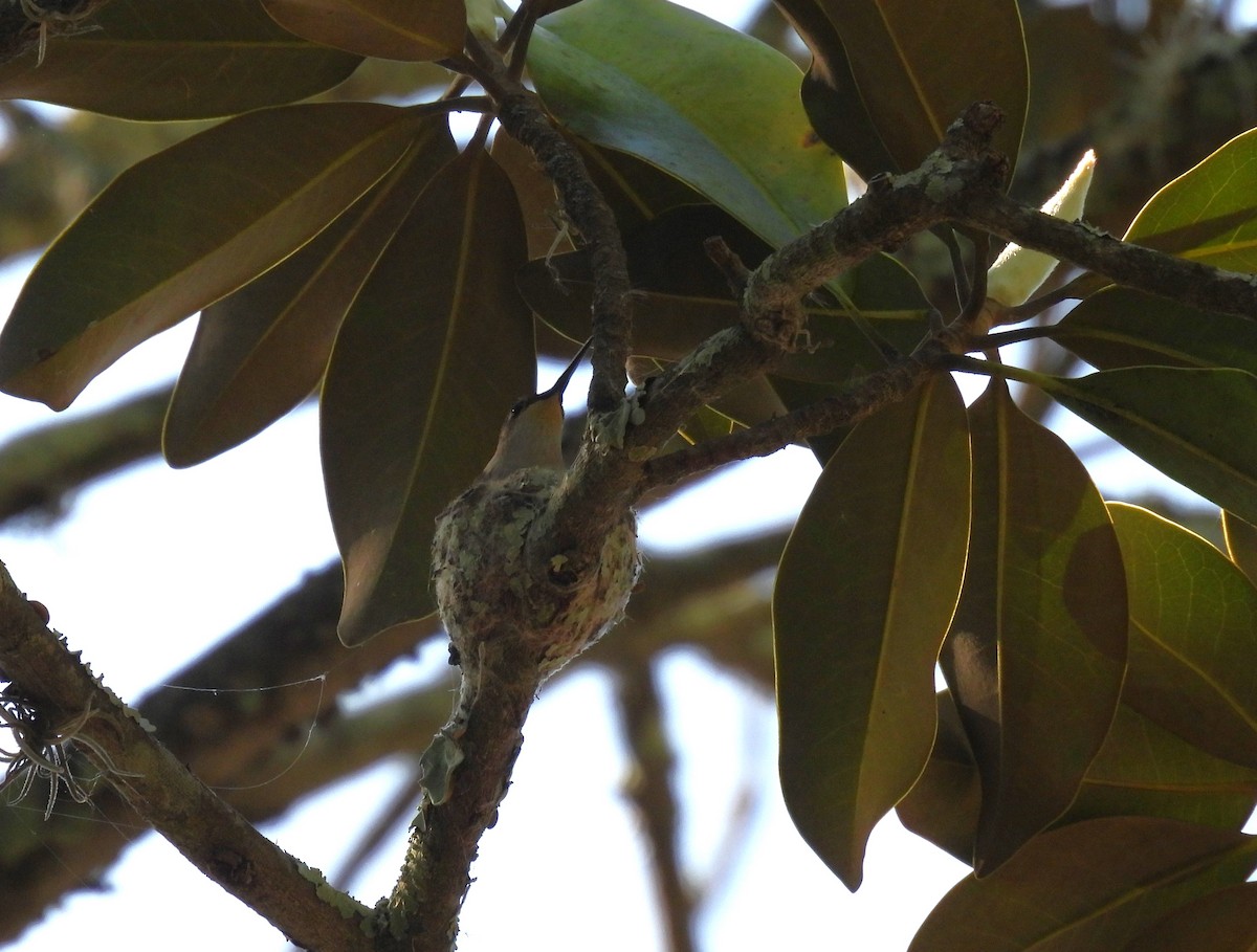 Ruby-throated Hummingbird - ML617308218