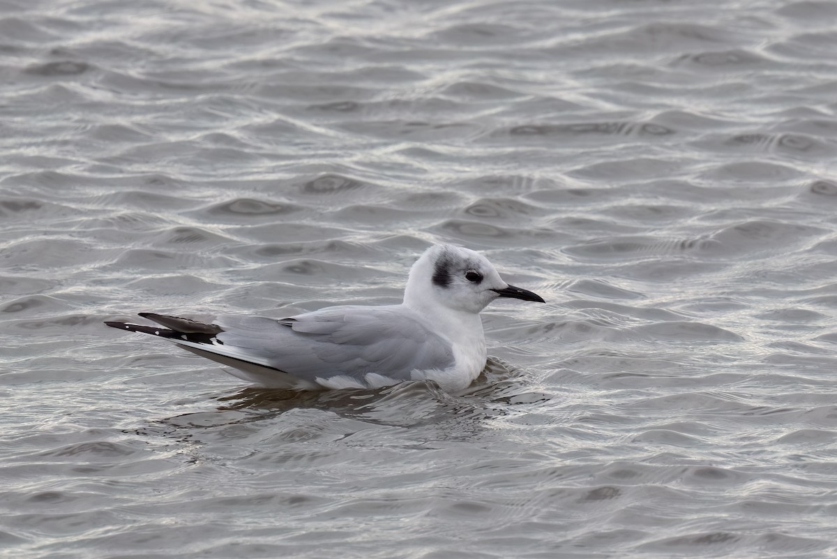 Bonaparte's Gull - Kalpesh Krishna