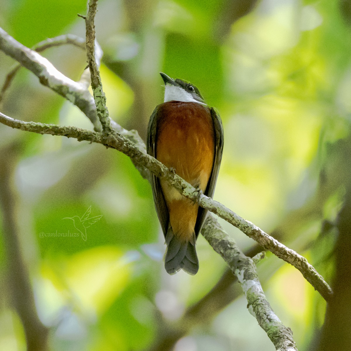 Yellow-crowned Manakin - ML617308226