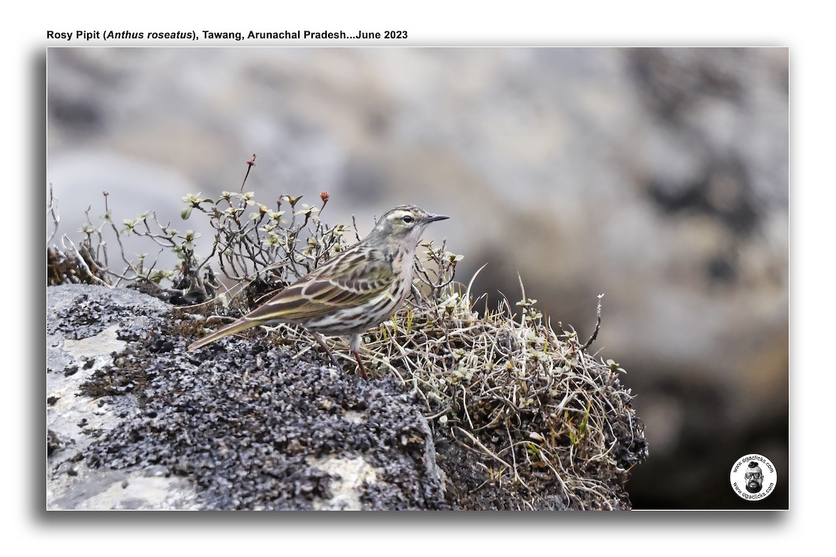 Rosy Pipit - Saravanan Janakarajan