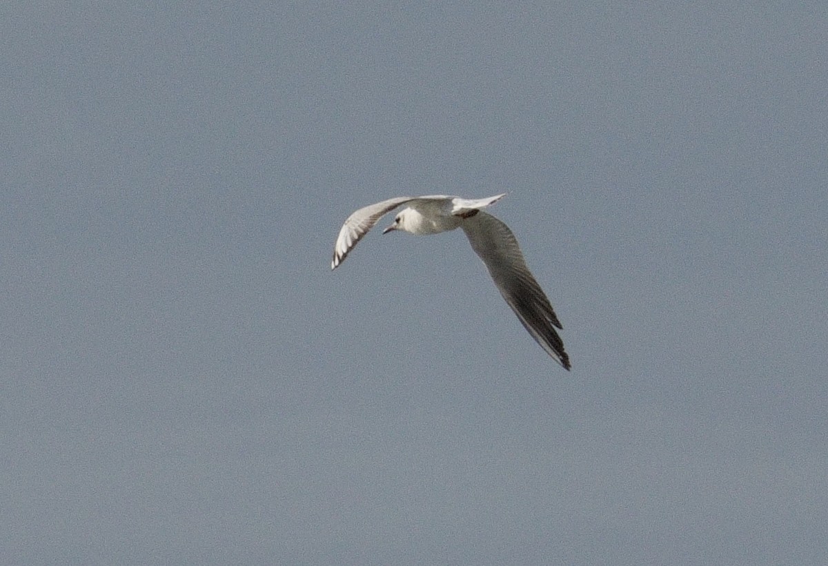 Mouette rieuse - ML617308286